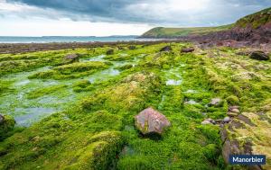 een met mos bedekt veld met rotsen en de oceaan bij Lilac Cottage in Tenby +1 foto