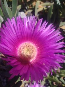a close up of a purple flower at Loft 43 in La Trinité