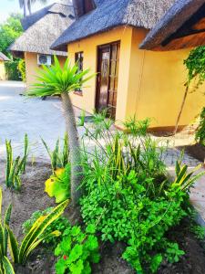 Zahrada ubytování maya bnb