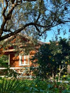 a wooden house with a tree in front of it at The Mussel House in Ksamil