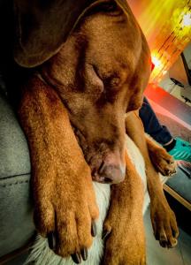 un gran perro marrón tirado en un sofá en Hafners Ferienhaus, en Gullringen