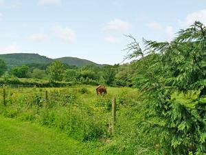 a cow grazing in a field of grass at The Bothy in Malvern Wells