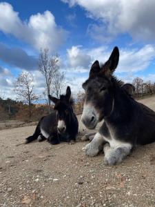 two donkeys laying on the ground on a dirt road at La Locanda Del Poeta in Acri
