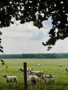 a herd of sheep in a field behind a fence at Norton Lodge 29 in Kingham +2 photos