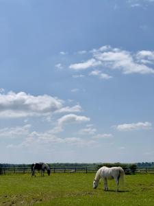 two horses grazing in a field of grass at Norton Plus Lodge 29 in Kingham