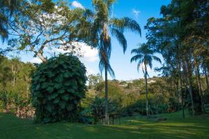a large green bush in a park with palm trees at Lindo sítio com pesca, trilhas, piscina, barco e muita diversão in Itatiba