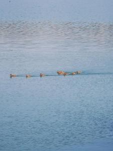 a group of people in a row in the water at Colibița A-frame in Colibiţa