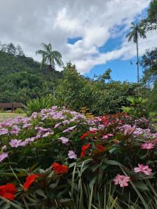 a field of flowers with a palm tree in the background at Recanto da Susanne in Resende