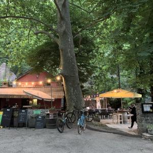 a bike parked next to a tree in a park at Casa Liberty in Biasca