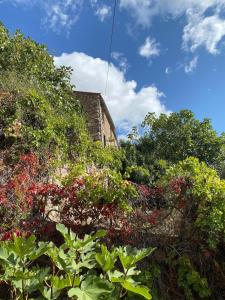 a garden with red flowers and trees and a building at OTA T2 proche rivières et plages, randonnées in Guaita +2 photos
