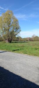 a tree on the side of a road next to a field at Espace au calme au bord d'un plan d'eau in Beaufay