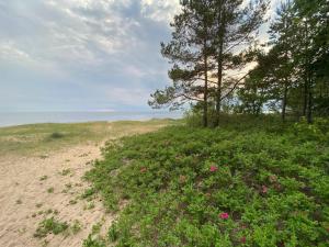 a beach with pink flowers and trees and the ocean at Sunlay Cottage in Zvejniekciems