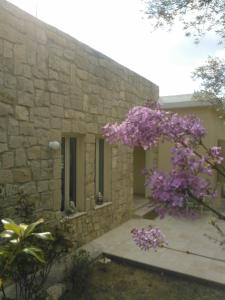 un edificio de piedra con un árbol con flores púrpuras en Villa Koumneni, en Pano Akourdalia