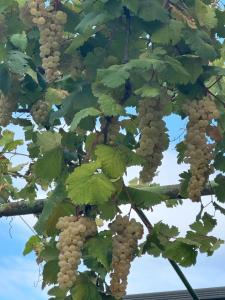 Fotografie z fotogalerie ubytování Ekas Rosengarten v destinaci Gori + 58 fotografií