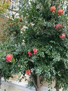 Fotografie z fotogalerie ubytování Ekas Rosengarten v destinaci Gori