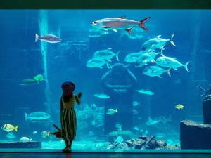 a little girl standing in front of a large aquarium at The Royal at Atlantis in Nassau +55 photos