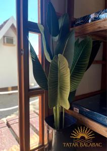 a plant in a pot sitting in a window at Tatak Balabac Beach Camp in Olorga +31 photos