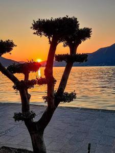 un árbol delante de un cuerpo de agua en Duomo Apartment, en Iseo