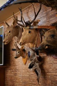 a group of deer heads and birds on a wall at Poiana Bucovat in Gura Humorului