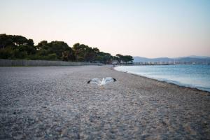 a seagull flying on a beach near the water at Le Hameau Des Pesquiers Ecolodge & Spa, Curio Collection By Hilton in Hyères