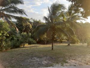 a palm tree in a field with trees at Abelha & Peixe Boi in Santo Amaro