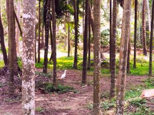 Paisagem natural perto do resort