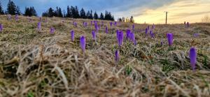 Príroda v okolí horskej chaty + 37 fotografií