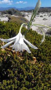 a white flower on top of some bushes at Simosmare Resort in Elafonisos