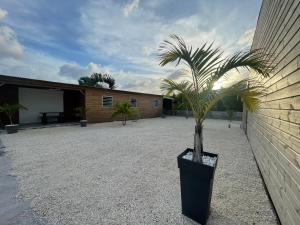 palma w czarnej doniczce obok budynku w obiekcie Les gîtes coco soleil w mieście Saint-François