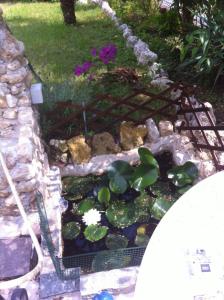 a garden with a pond with a plant and flowers at A casa di mamma in Rieti