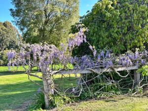 a garden with purple flowers and a wooden fence at Grandad's farmhouse in Northcliffe