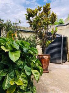 a bunch of plants and a radiator and a plant at Belle Africa Kigali in Kigali