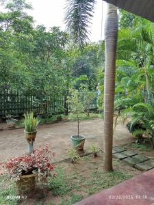 Vrt pred nastanitvijo Jungle View Guest