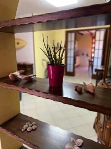 a shelf with a potted plant and rocks on it at Casa Maestrale in Gonnesa