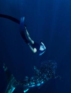 una persona nadando en el agua junto a un tiburón ballena en Whale sharks tour agency, en Belo