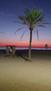 a palm tree on the beach with a bench at Global Sun - Casa Pasco in Playa de Gandia