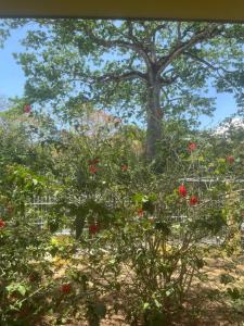 a tree with red flowers in a field at Peaceful and beautiful Casa Almita Bonita in Sámara