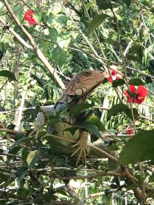 a lizard sitting on a branch of a tree at Peaceful and beautiful Casa Almita Bonita in Sámara