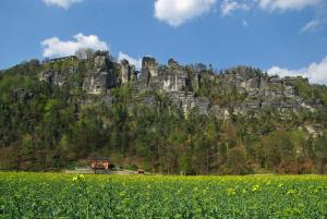 a large mountain behind a field of yellow flowers at Café am Hirschgrund in Kurort Rathen
