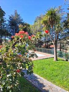 Zahrada ubytování Le Mimose Terrace