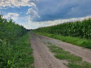 a dirt road in a corn field at Ferienwohnung Zwischen den Feldern in Apen