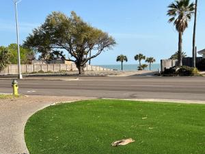 a dead bird on the grass next to a street at Poolside Opulence Tennis and HotTub in Corpus Christi