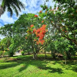 a tree with red flowers in a park at Hacienda San Antonio in Kanasín