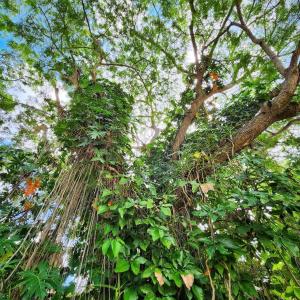 a tree with lots of branches and green leaves at Hacienda San Antonio in Kanasín +141 photos