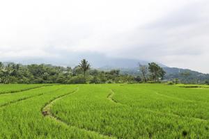 un prato verde con alberi sullo sfondo di OYO Homes 91151 Desa Wisata Kreatif Perdamaian Srumbung Gunung a Karangjati