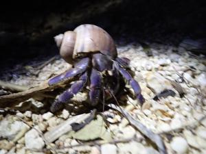 Loomad apartemendi aladel või selle läheduses