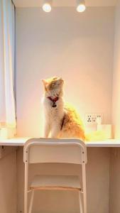 a cat sitting on top of a shelf at WeStay Ladies Hostel in Dubai