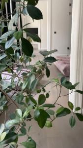 una planta con hojas verdes en una habitación en Kaiserin Sissi - City Apartment Downtown Vienna, en Viena