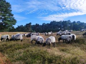 a herd of sheep grazing in a field at Ferienwohnung Mamat in Haltern