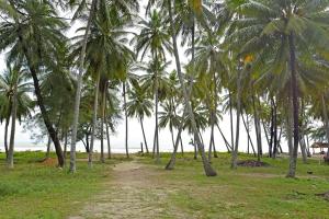 a group of palm trees in a field with a dirt road at Capital O 90664 Rabi Hotel in Kota Bharu